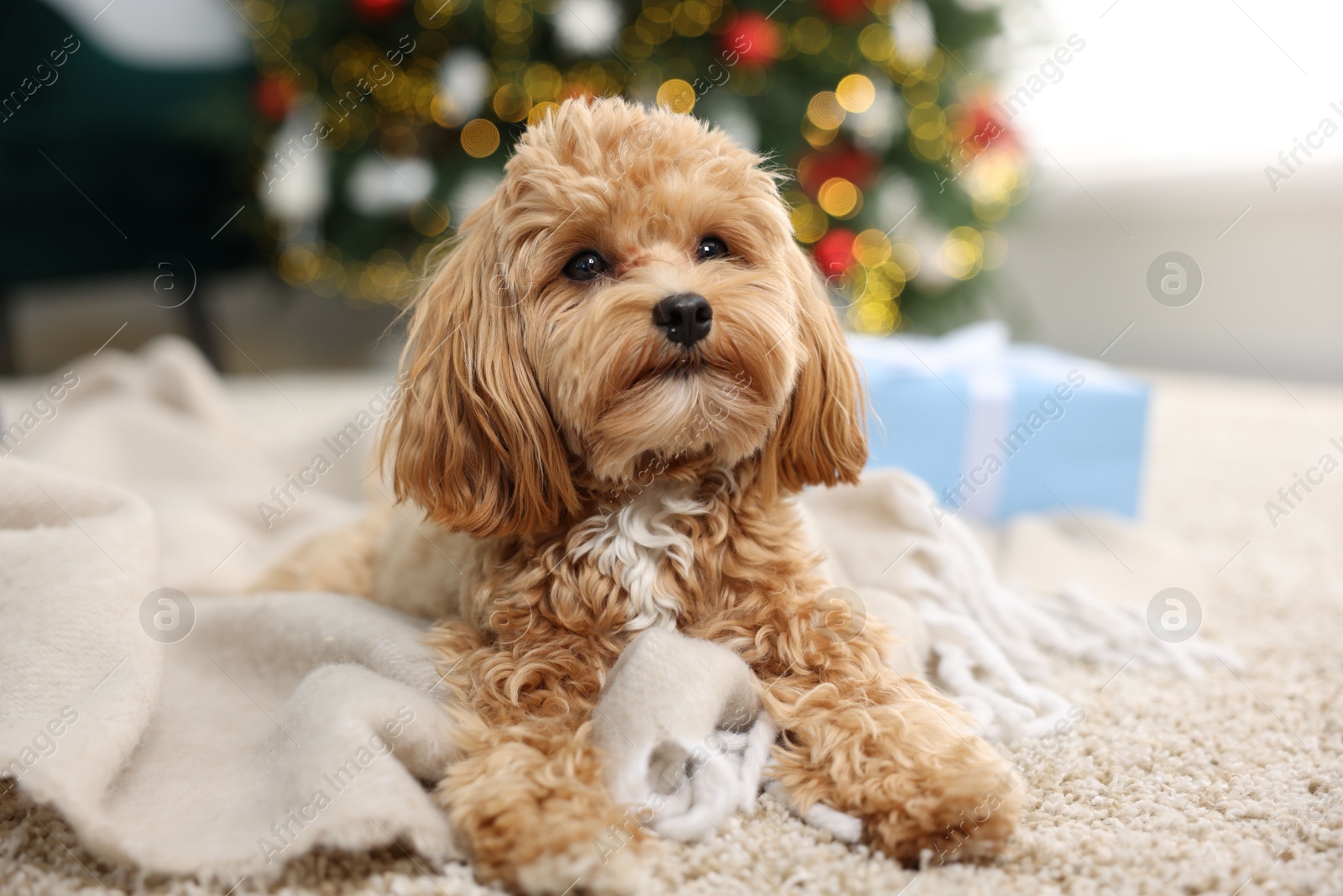 Photo of Cute Maltipoo dog on rug in room decorated for Christmas