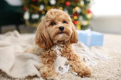 Photo of Cute Maltipoo dog on rug in room decorated for Christmas