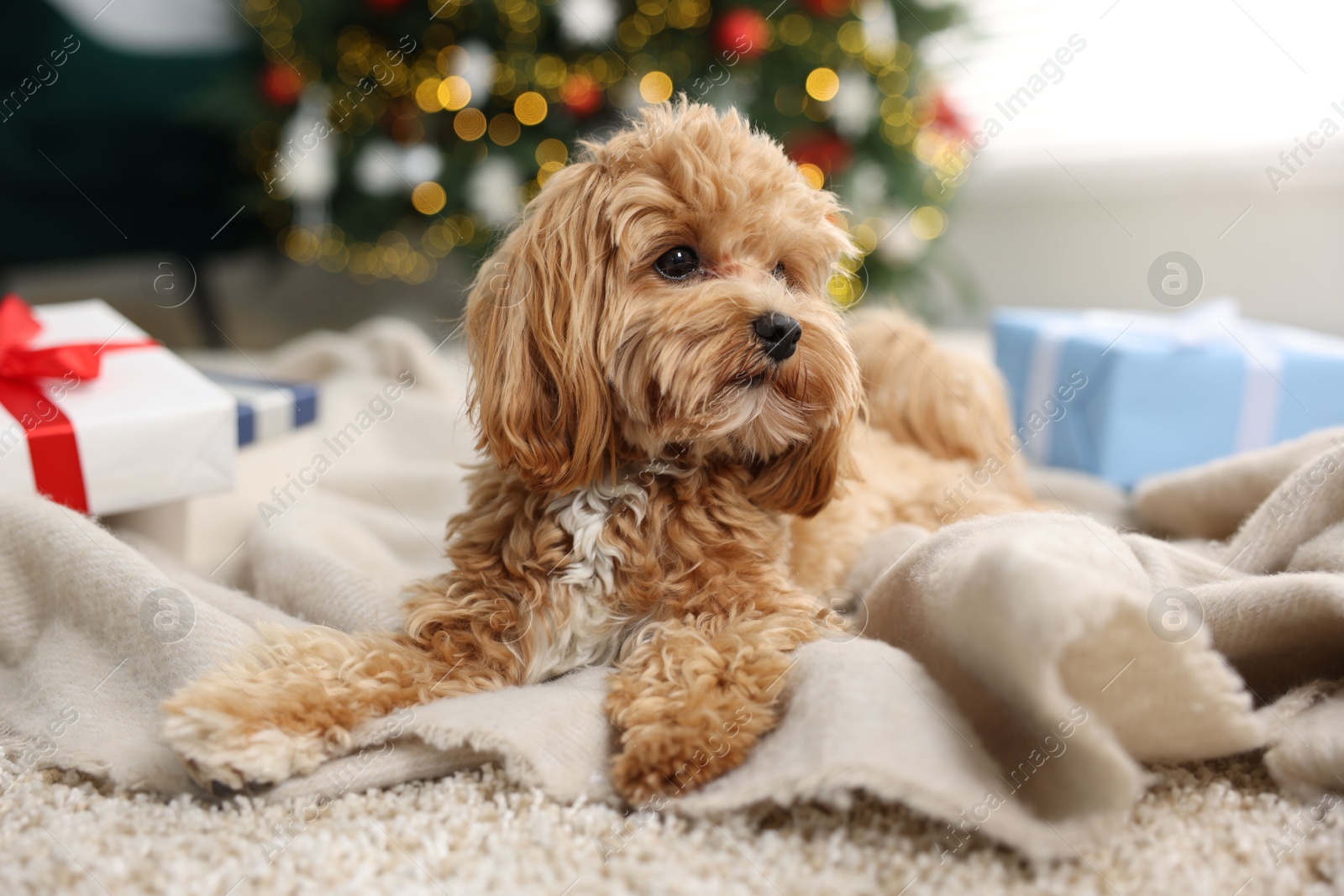 Photo of Cute Maltipoo dog on rug in room decorated for Christmas