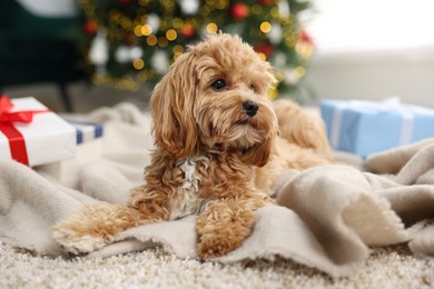 Photo of Cute Maltipoo dog on rug in room decorated for Christmas