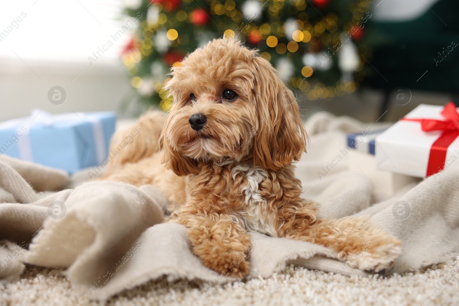 Photo of Cute Maltipoo dog on rug in room decorated for Christmas