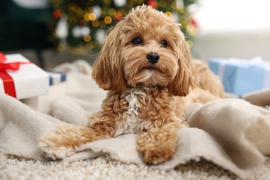 Photo of Cute Maltipoo dog on rug in room decorated for Christmas