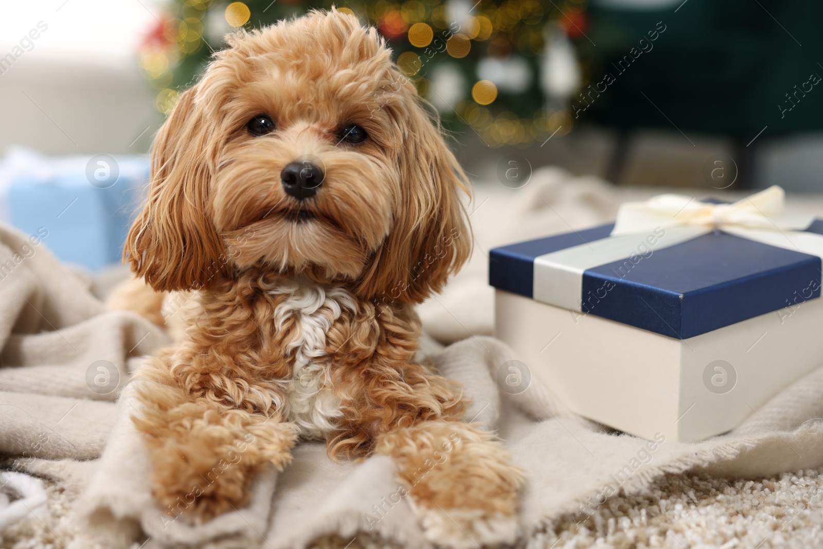 Photo of Cute Maltipoo dog and gift box on rug indoors