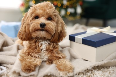 Photo of Cute Maltipoo dog and gift box on rug indoors