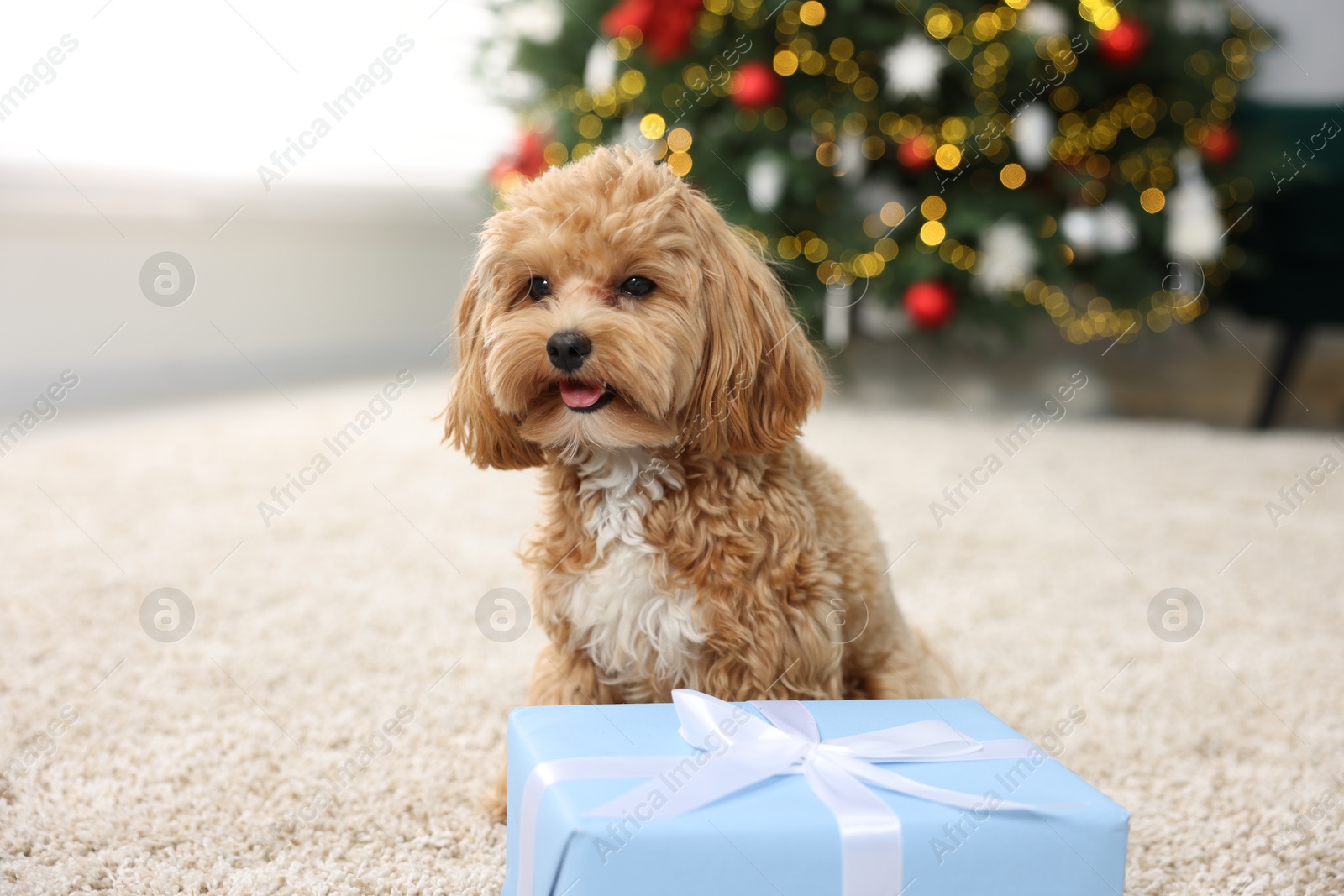 Photo of Cute Maltipoo dog and gift box on rug indoors