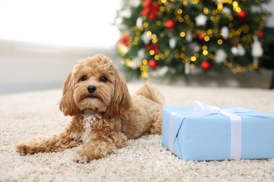 Photo of Cute Maltipoo dog and gift box on rug indoors