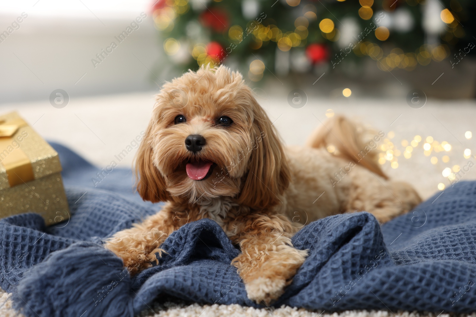 Photo of Cute Maltipoo dog on blanket in room decorated for Christmas