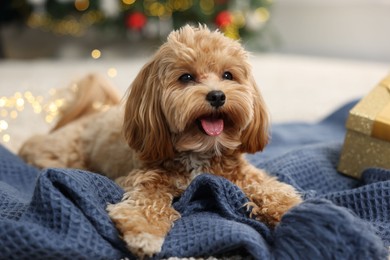 Photo of Cute Maltipoo dog on blanket in room decorated for Christmas