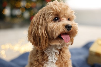 Photo of Cute Maltipoo dog in room decorated for Christmas