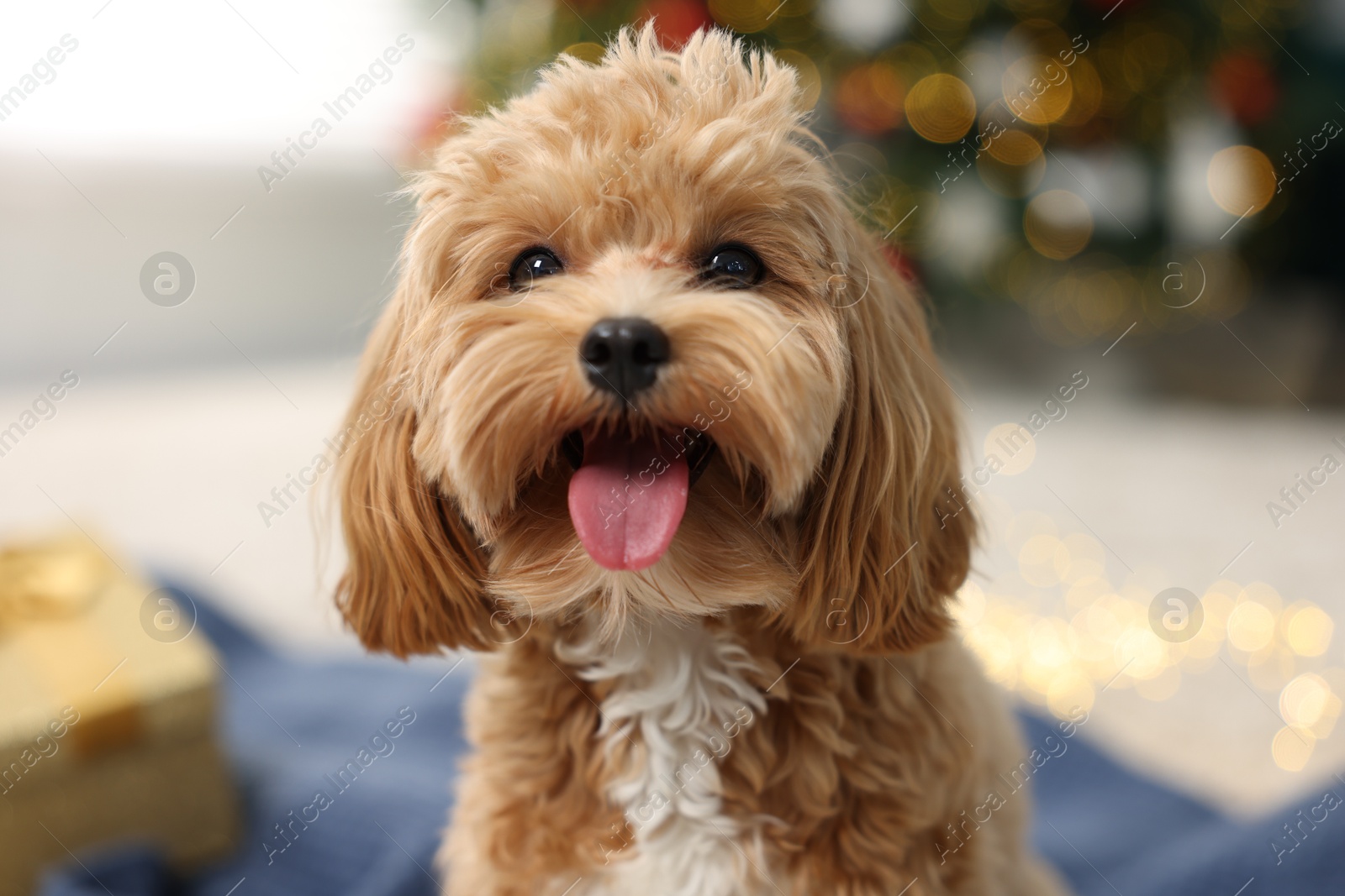 Photo of Cute Maltipoo dog in room decorated for Christmas