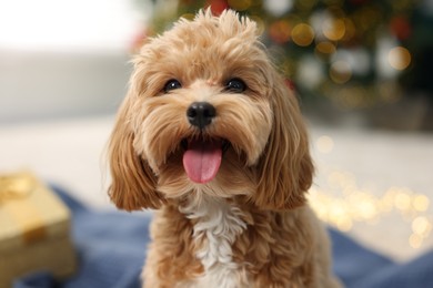 Photo of Cute Maltipoo dog in room decorated for Christmas