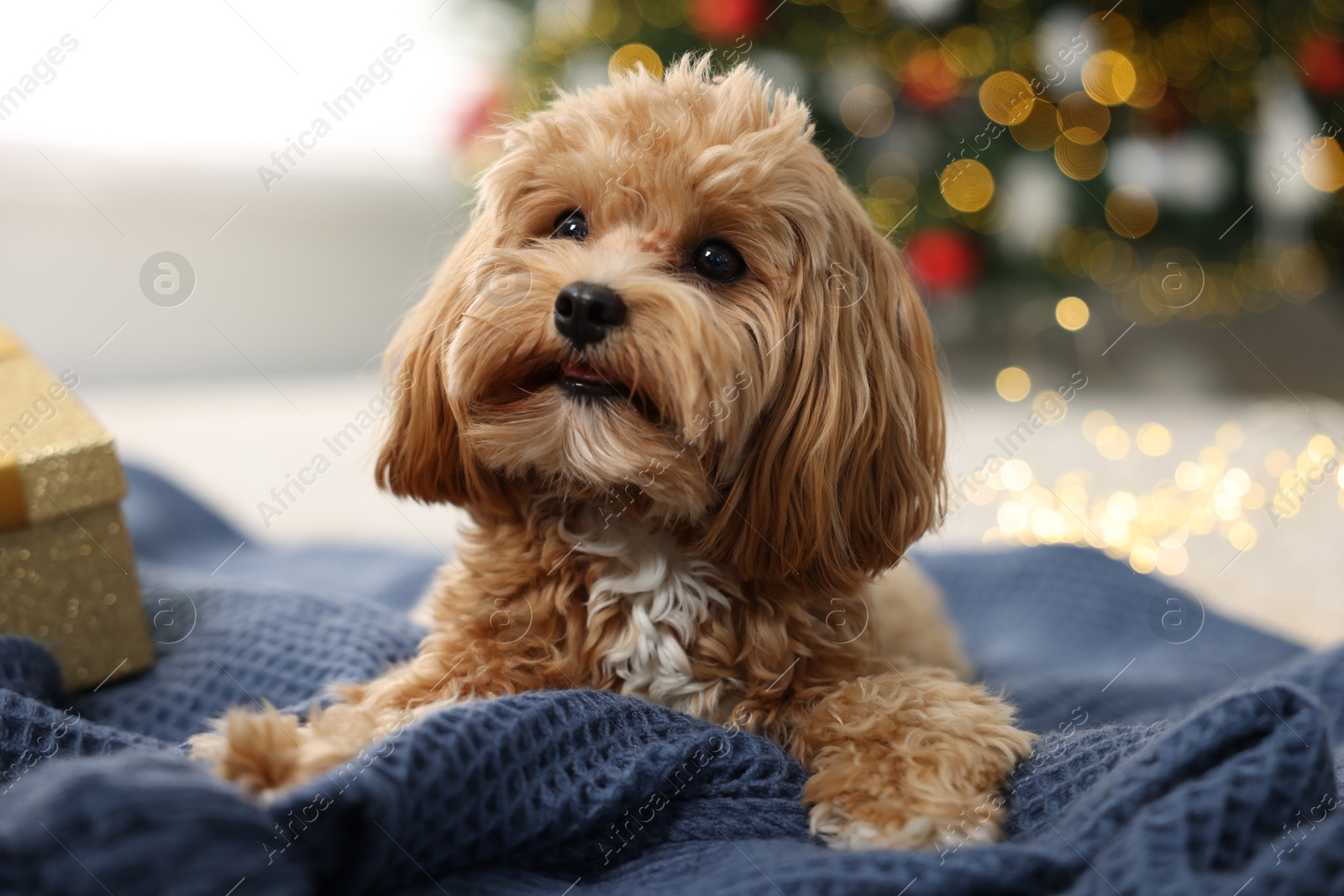 Photo of Cute Maltipoo dog on blanket in room decorated for Christmas