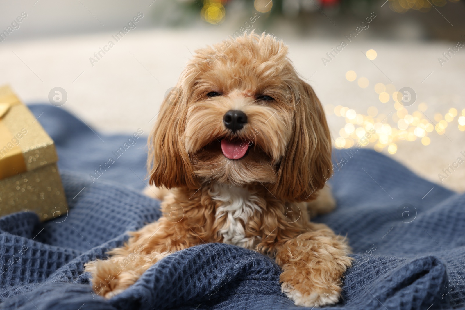 Photo of Cute Maltipoo dog on blanket in room decorated for Christmas