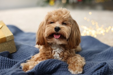 Photo of Cute Maltipoo dog on blanket in room decorated for Christmas