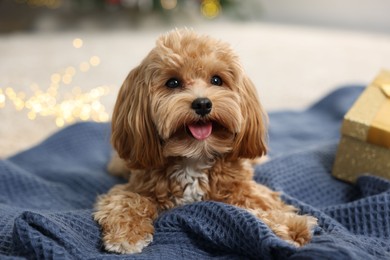 Photo of Cute Maltipoo dog on blanket in room decorated for Christmas