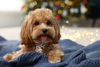 Photo of Cute Maltipoo dog on blanket in room decorated for Christmas