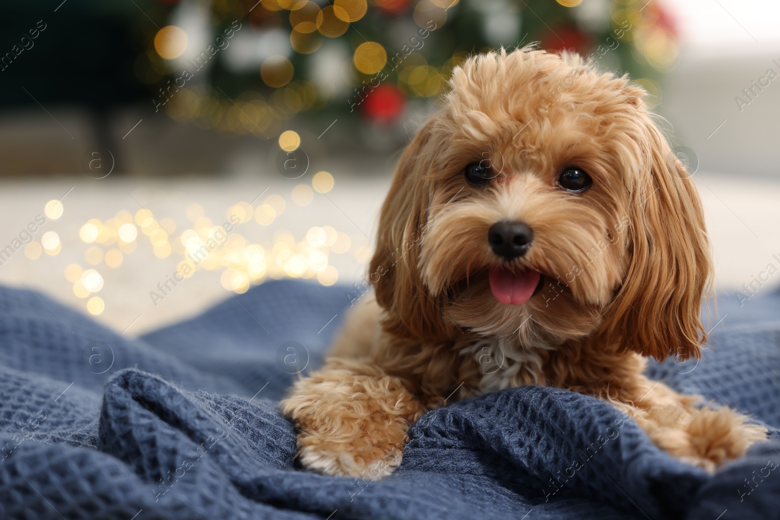 Photo of Cute Maltipoo dog on blanket in room decorated for Christmas