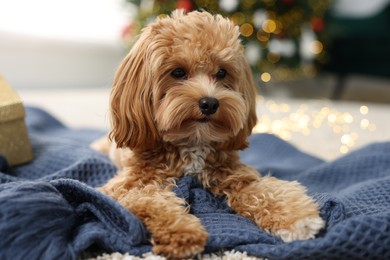 Photo of Cute Maltipoo dog on blanket in room decorated for Christmas