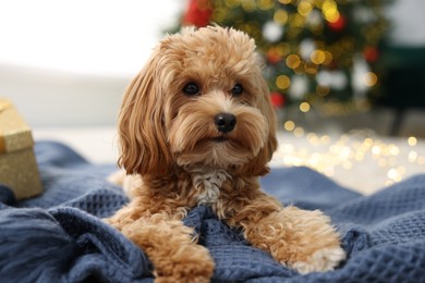 Photo of Cute Maltipoo dog on blanket in room decorated for Christmas