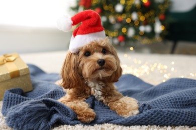 Photo of Cute Maltipoo dog with Santa hat on blanket indoors