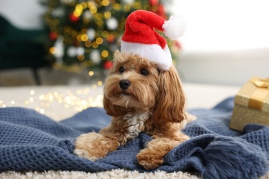 Photo of Cute Maltipoo dog with Santa hat on blanket indoors