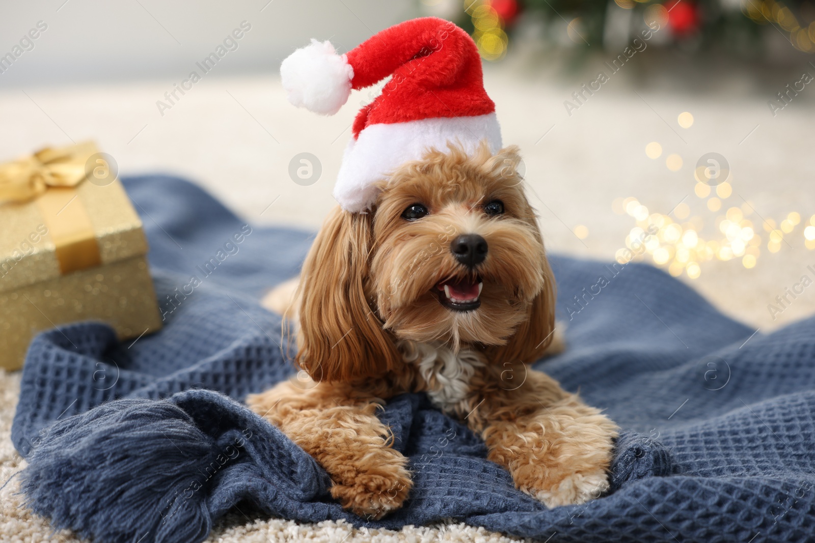 Photo of Cute Maltipoo dog with Santa hat on blanket indoors