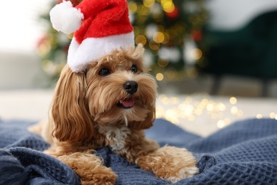 Photo of Cute Maltipoo dog with Santa hat on blanket indoors