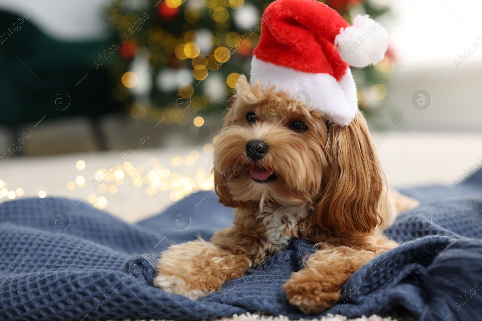 Photo of Cute Maltipoo dog with Santa hat on blanket indoors