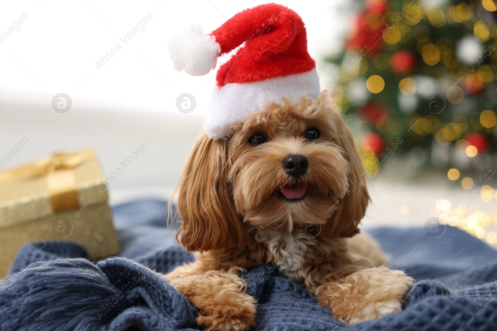 Photo of Cute Maltipoo dog with Santa hat on blanket indoors