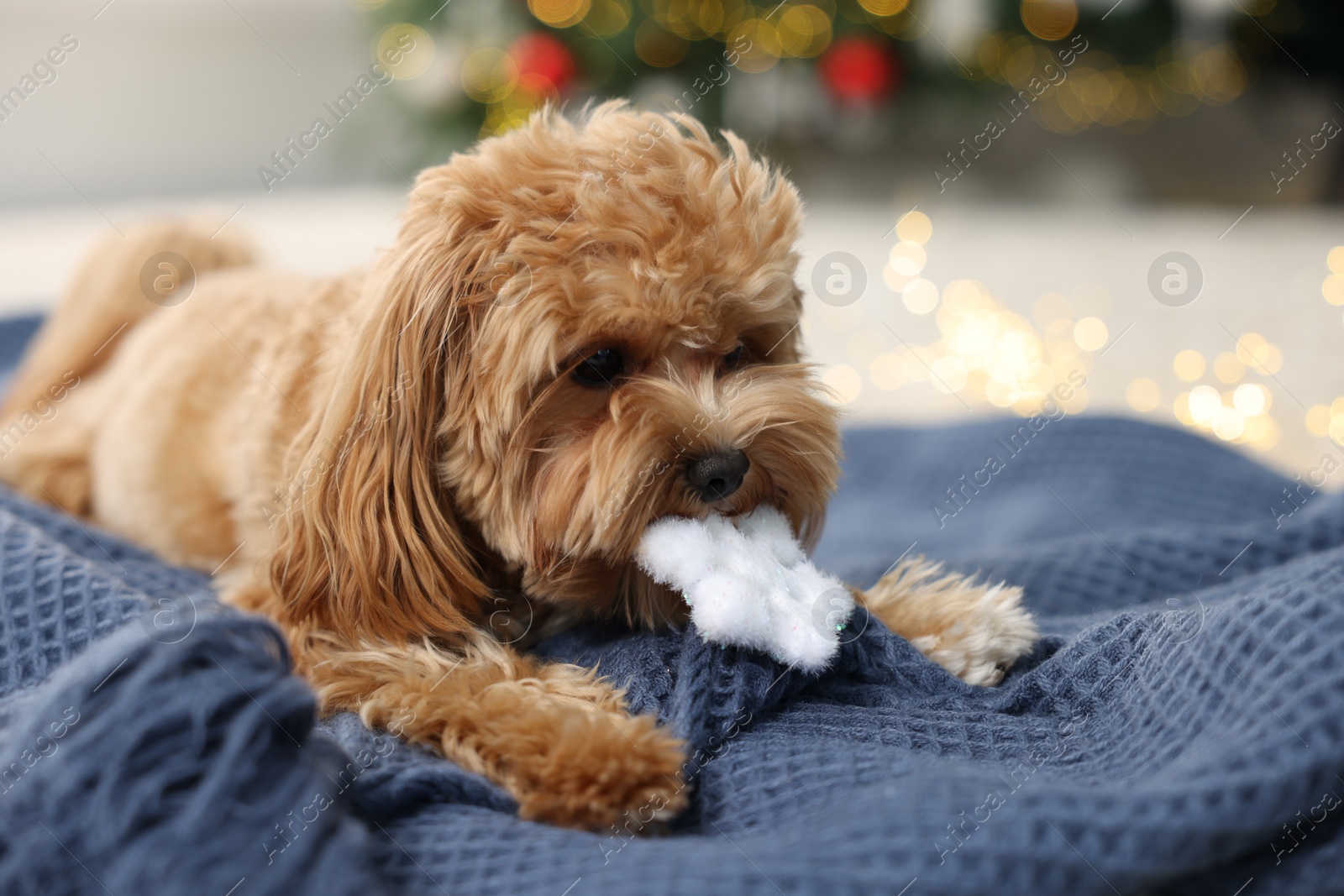 Photo of Cute Maltipoo dog with decorative snowflake on blanket at home