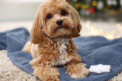 Photo of Cute Maltipoo dog with decorative snowflake on rug at home