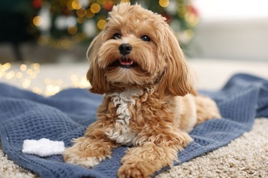 Photo of Cute Maltipoo dog with decorative snowflake on rug at home