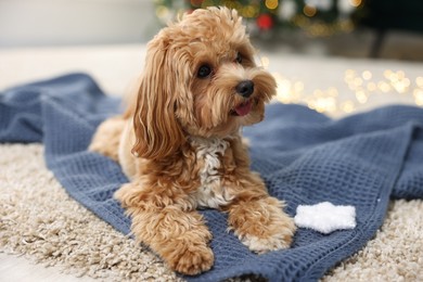 Photo of Cute Maltipoo dog with decorative snowflake on rug at home