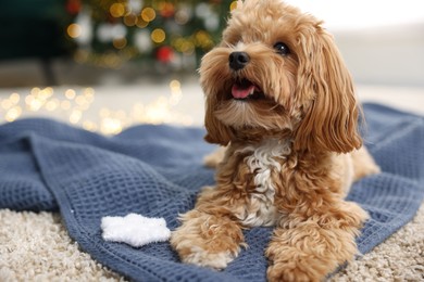 Photo of Cute Maltipoo dog with decorative snowflake on rug at home