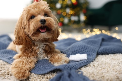 Photo of Cute Maltipoo dog with decorative snowflake on rug at home