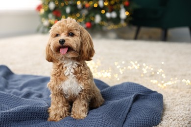 Photo of Cute Maltipoo dog on blanket in room decorated for Christmas