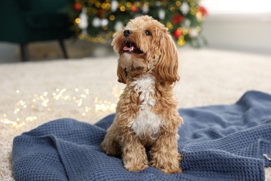 Photo of Cute Maltipoo dog on blanket in room decorated for Christmas