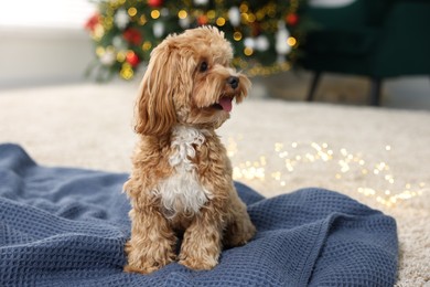 Photo of Cute Maltipoo dog on blanket in room decorated for Christmas