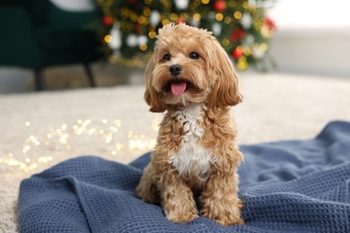 Photo of Cute Maltipoo dog on blanket in room decorated for Christmas