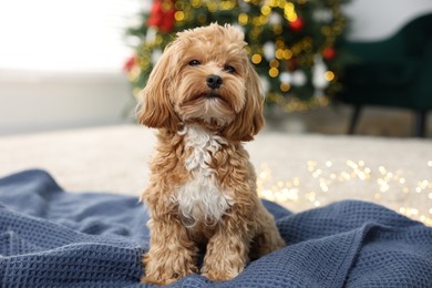 Photo of Cute Maltipoo dog on blanket in room decorated for Christmas