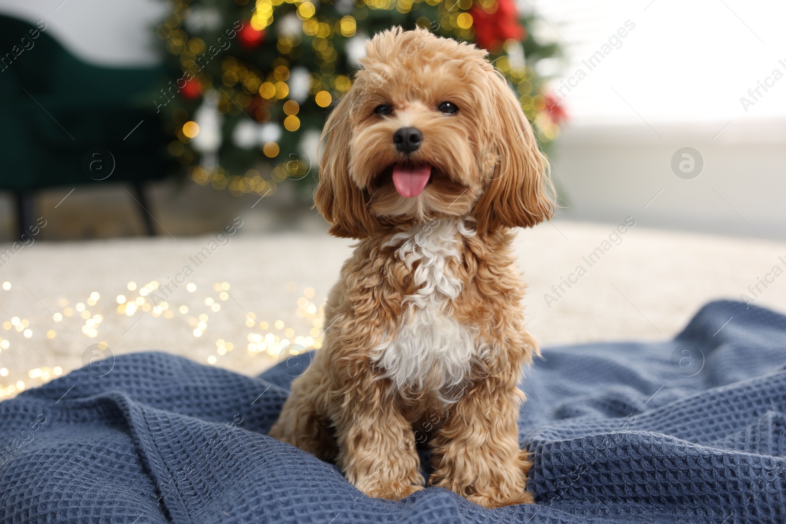 Photo of Cute Maltipoo dog on blanket in room decorated for Christmas