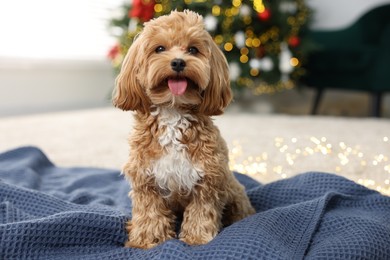 Photo of Cute Maltipoo dog on blanket in room decorated for Christmas