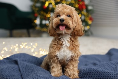 Photo of Cute Maltipoo dog on blanket in room decorated for Christmas