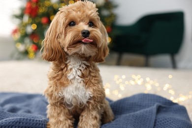 Photo of Cute Maltipoo dog on blanket in room decorated for Christmas