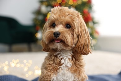 Photo of Cute Maltipoo dog in room decorated for Christmas