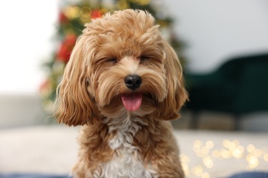 Photo of Cute Maltipoo dog in room decorated for Christmas