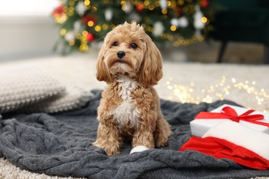 Photo of Cute Maltipoo dog with Santa hat and gift box on floor indoors