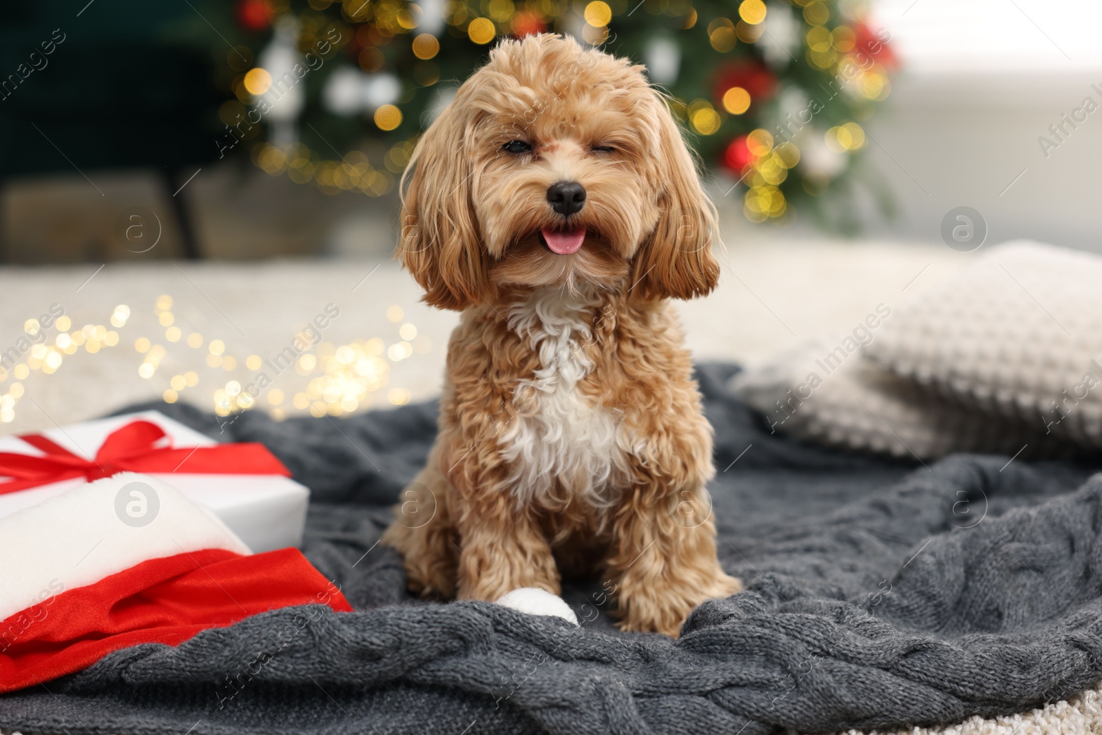 Photo of Cute Maltipoo dog with Santa hat and gift box on floor indoors