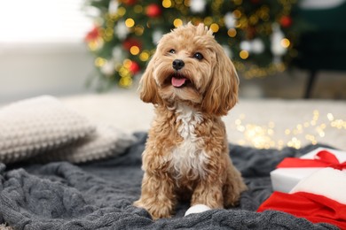 Photo of Cute Maltipoo dog with Santa hat and gift box on floor indoors