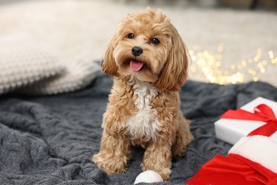 Photo of Cute Maltipoo dog with Santa hat and gift box on floor indoors